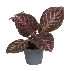 EPISCIA OV