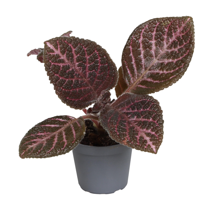 <h4>EPISCIA OV</h4>