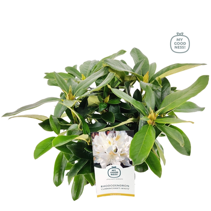 <h4>Rhododendron hybr. 'Cunningham White' C2 30-35</h4>