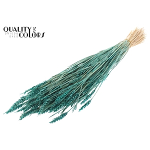Triticum (sunbleached) per bunch Turquoise