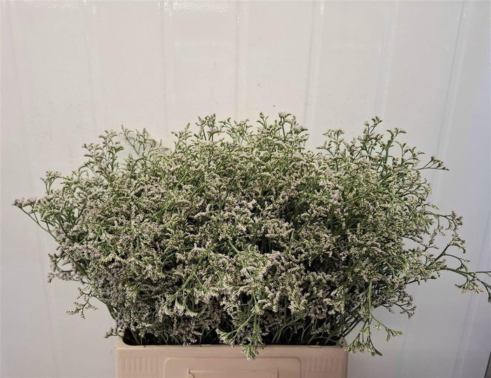 <h4>LIM WHITE NETO</h4>