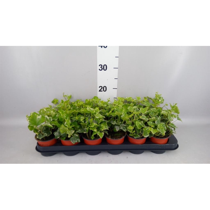 <h4>Hedera helix 'Harlekijn'</h4>