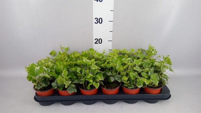 Hedera helix 'Harlekijn'