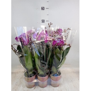 Phalaenopsis multi. 'Ant Morelia'