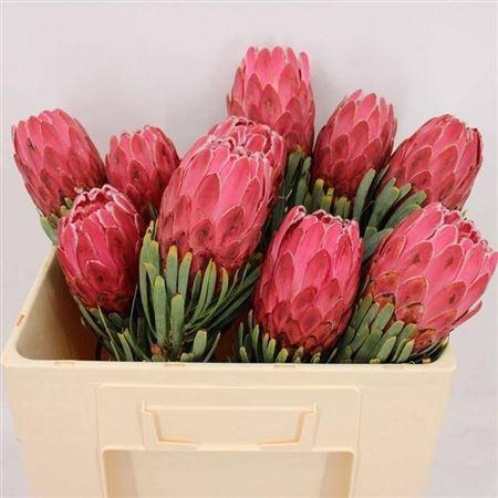 <h4>Protea Venus</h4>