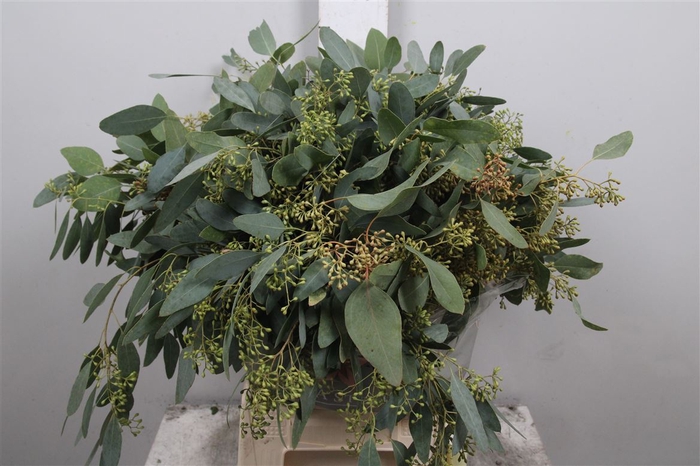 <h4>Euc Populus Berry Per Bunch</h4>