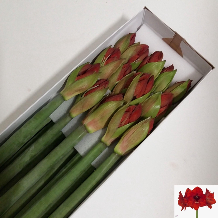 <h4>HIPP GA RED LION</h4>