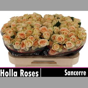 R TR SANCERRE