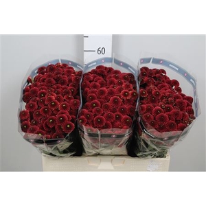 Chr S Purpetta Red