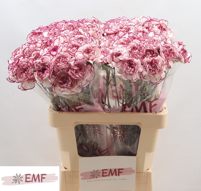 <h4>DI ST DAMASCUS</h4>