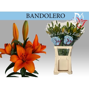 LI LA BANDOLERO