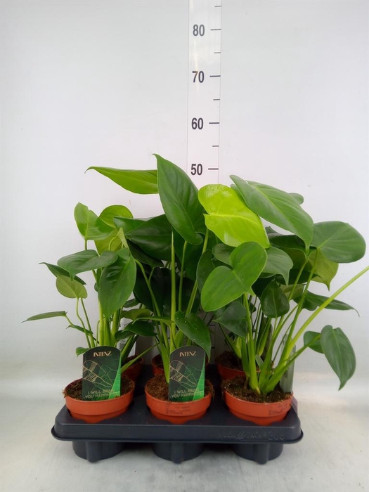 <h4>Monstera delic.</h4>