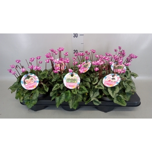 Cyclamen KL 'Metis Origami'