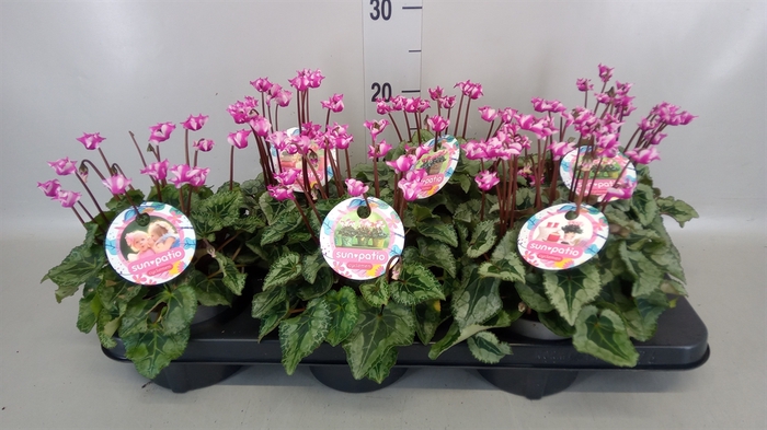 <h4>Cyclamen KL 'Metis Origami'</h4>