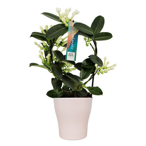 Stephanotis 7-8 tros boog keramiek Anna wit p13