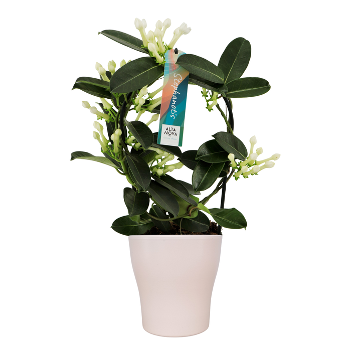 <h4>Stephanotis 7-8 tros boog keramiek Anna wit p13</h4>