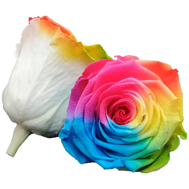 <h4>Roos XL bic-61</h4>