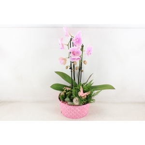 arr2 PL - Zink diamant schaal ROZE Phal x2