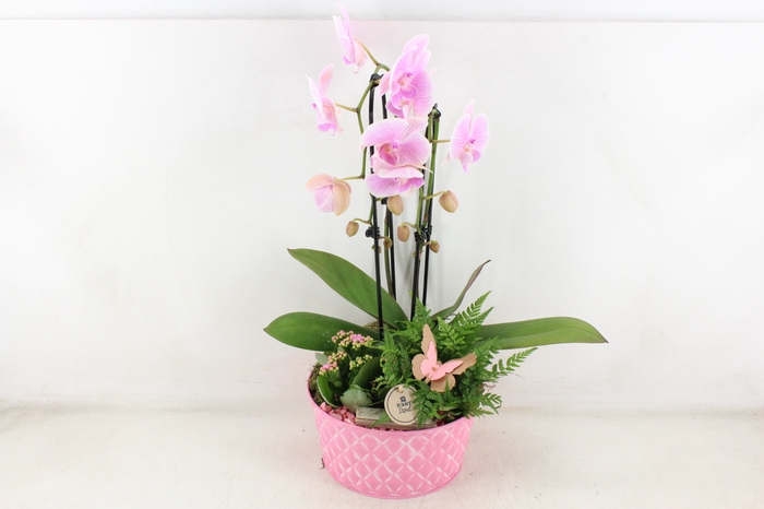 <h4>arr2 PL - Zink diamant schaal ROZE Phal x2</h4>