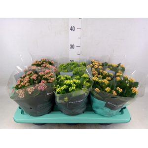 Kalanchoe blos.   ..rosebud mix  4