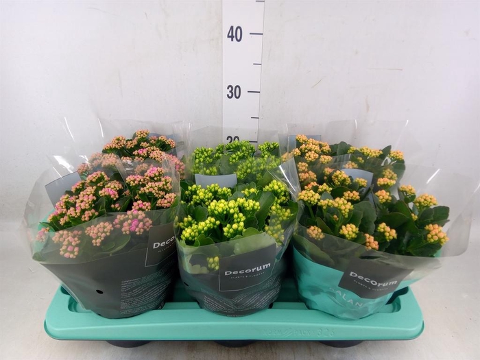 <h4>Kalanchoe blos.   ..rosebud mix  4</h4>