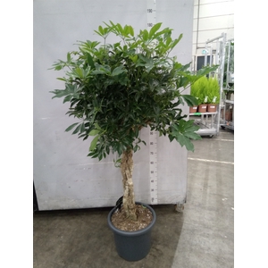Schefflera arbor. 'Compacta'