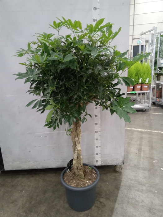<h4>Schefflera arbor. 'Compacta'</h4>