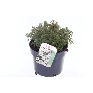 Arenaria montana Blizzard Compact