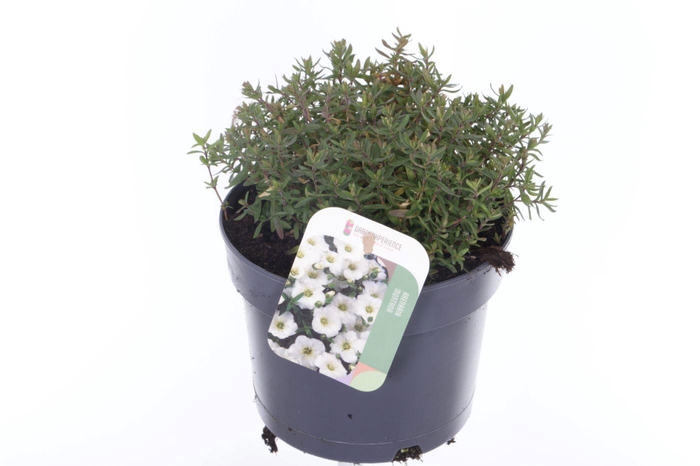 <h4>Arenaria montana Blizzard Compact</h4>