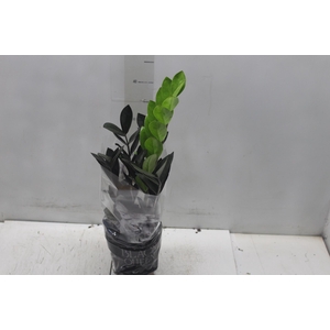 ZAMIOCULCAS BLACK QUEEN P14