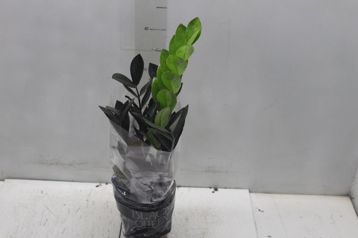 <h4>ZAMIOCULCAS BLACK QUEEN P14</h4>