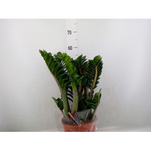Zamioculcas zamiifolia 'Zenzi'