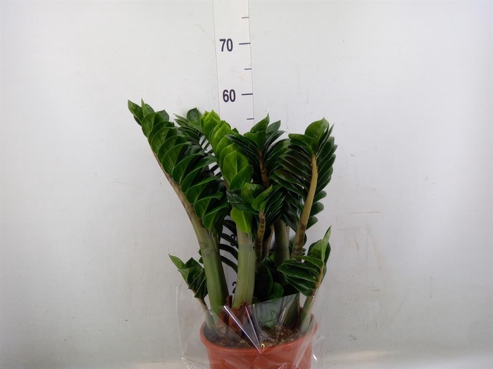 <h4>Zamioculcas zamiifolia 'Zenzi'</h4>