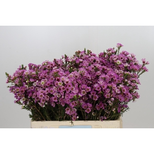 Chamelaucium Adi