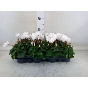 Cyclamen KL 'Verano'