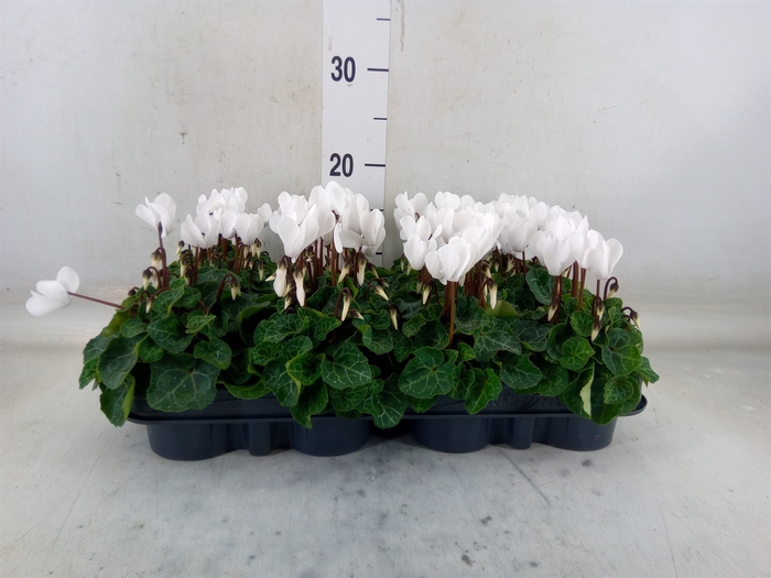 <h4>Cyclamen KL 'Verano'</h4>