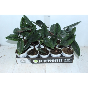 ALOCASIA SCALPRUM P12