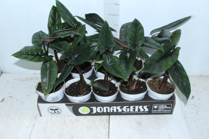 ALOCASIA SCALPRUM P12