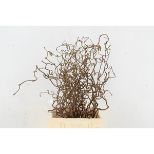 CORYL AV CONTORTA 2 JARIG 050CM