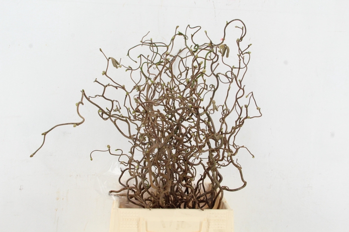 <h4>CORYL AV CONTORTA 2 JARIG 050CM</h4>