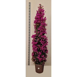 BOUGAINV ALEXANDRA