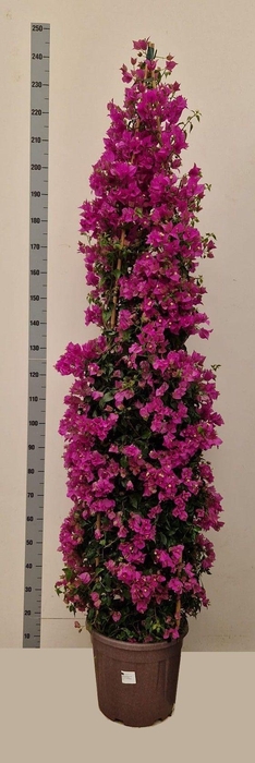 <h4>BOUGAINV ALEXANDRA</h4>