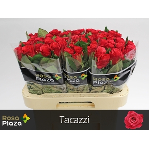 R GR TACAZZI+