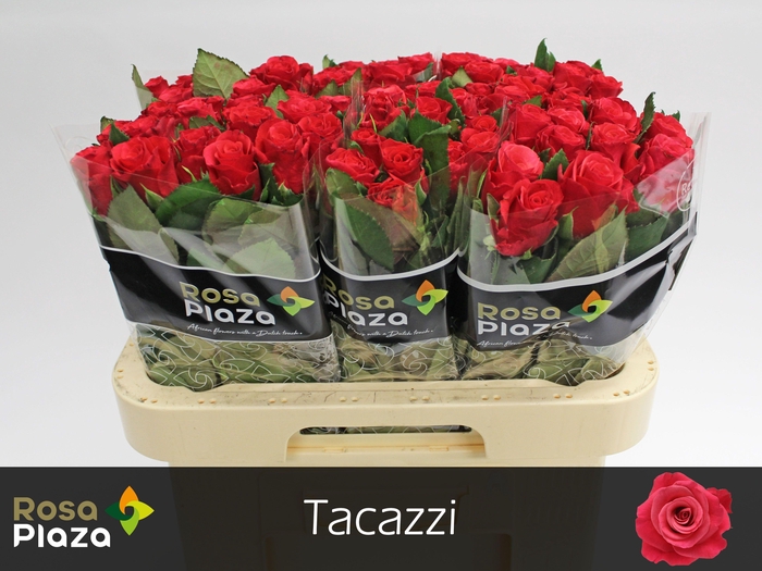 <h4>R GR TACAZZI+</h4>