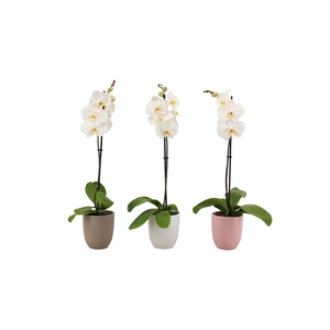 Hugo Hotel Mix Phal Wit 1T9+