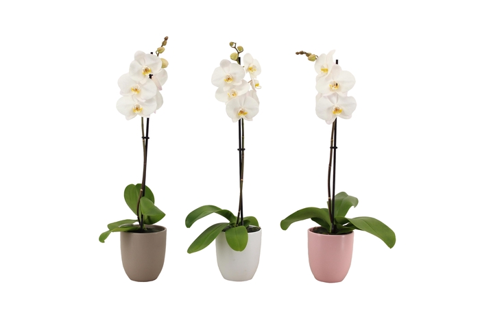 <h4>Hugo Hotel Mix Phal Wit 1T9+</h4>