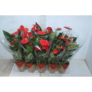 ANTHURIUM ESUDO P12