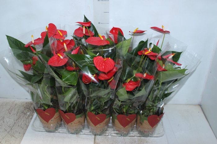 <h4>ANTHURIUM ESUDO P12</h4>