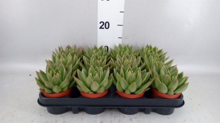 <h4>Echeveria  'Miranda'</h4>