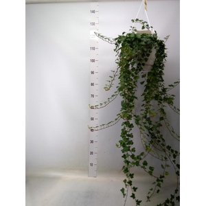 Hedera helix 'Wonder'